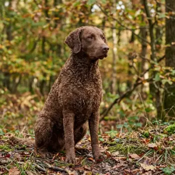 Curly_Coated_Retriever
