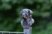 Fence Post Cap with Labrador Retriever head - Model 1