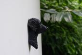 Curly Coated Retriever Head as Fridge Magnet